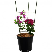 18336 18337 -  3 ring flower frame in-situ